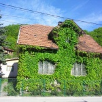 neobična kuća od bršljena
